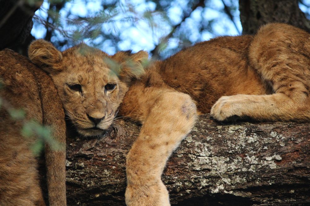Lion cubs resting in a tree, Tanzania