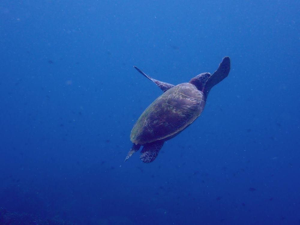 Sea turtle underwater